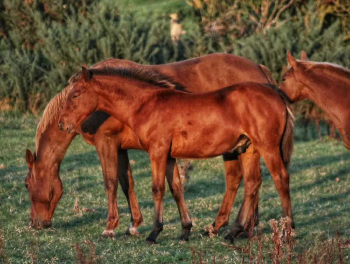 Bay ISH colt foal - Image 2