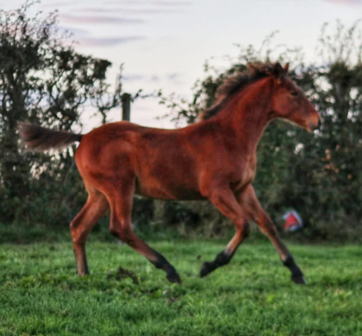 Bay ISH colt foal - Image 3