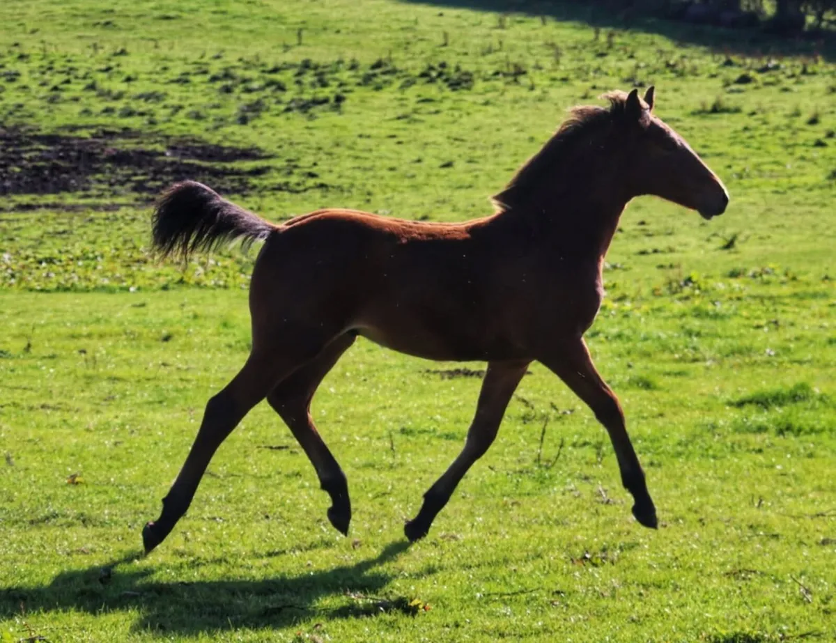 Bay ISH colt foal - Image 4