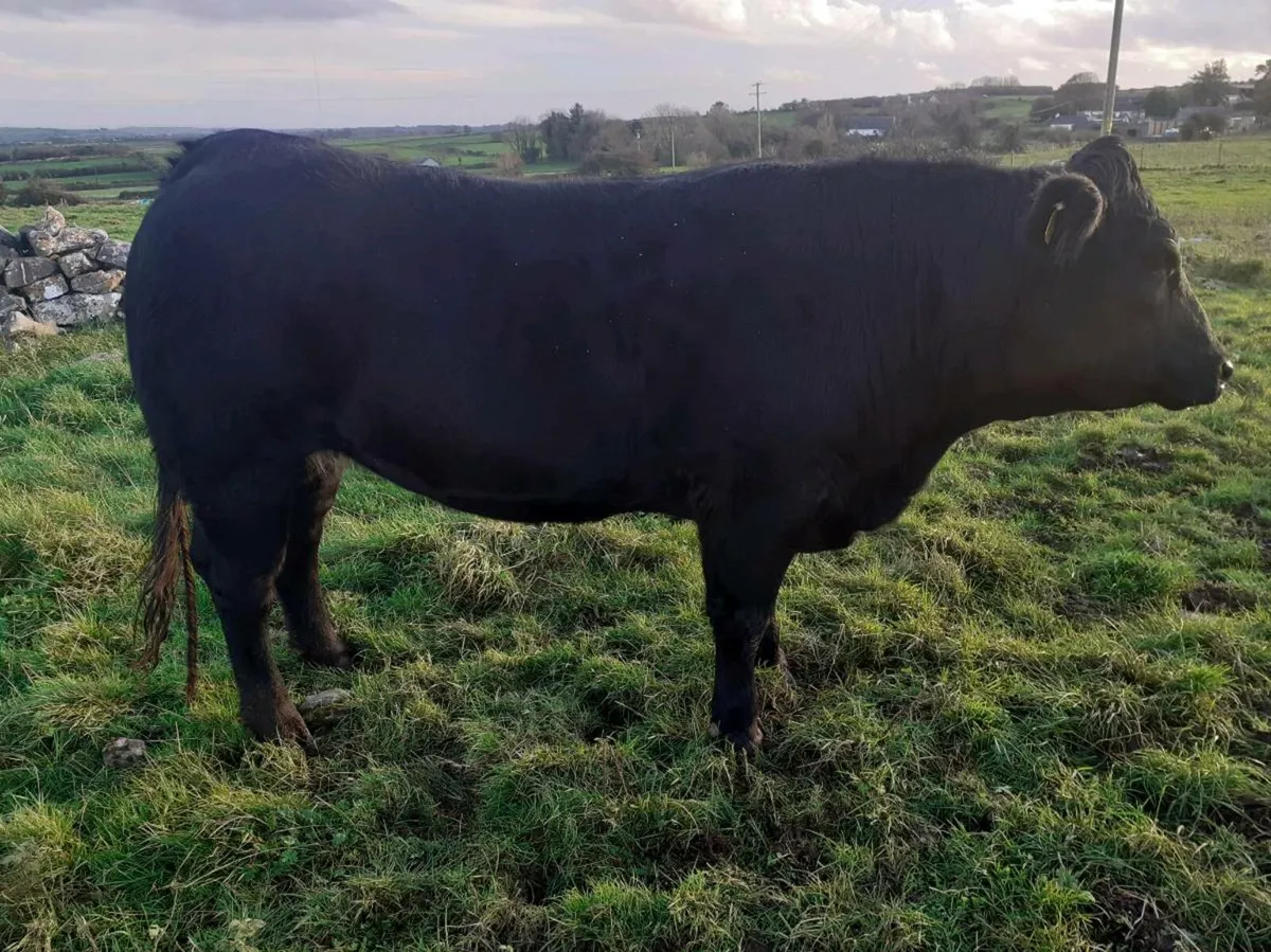 Exceptional Breeding Heifer Roscommon mart  7 nov - Image 1