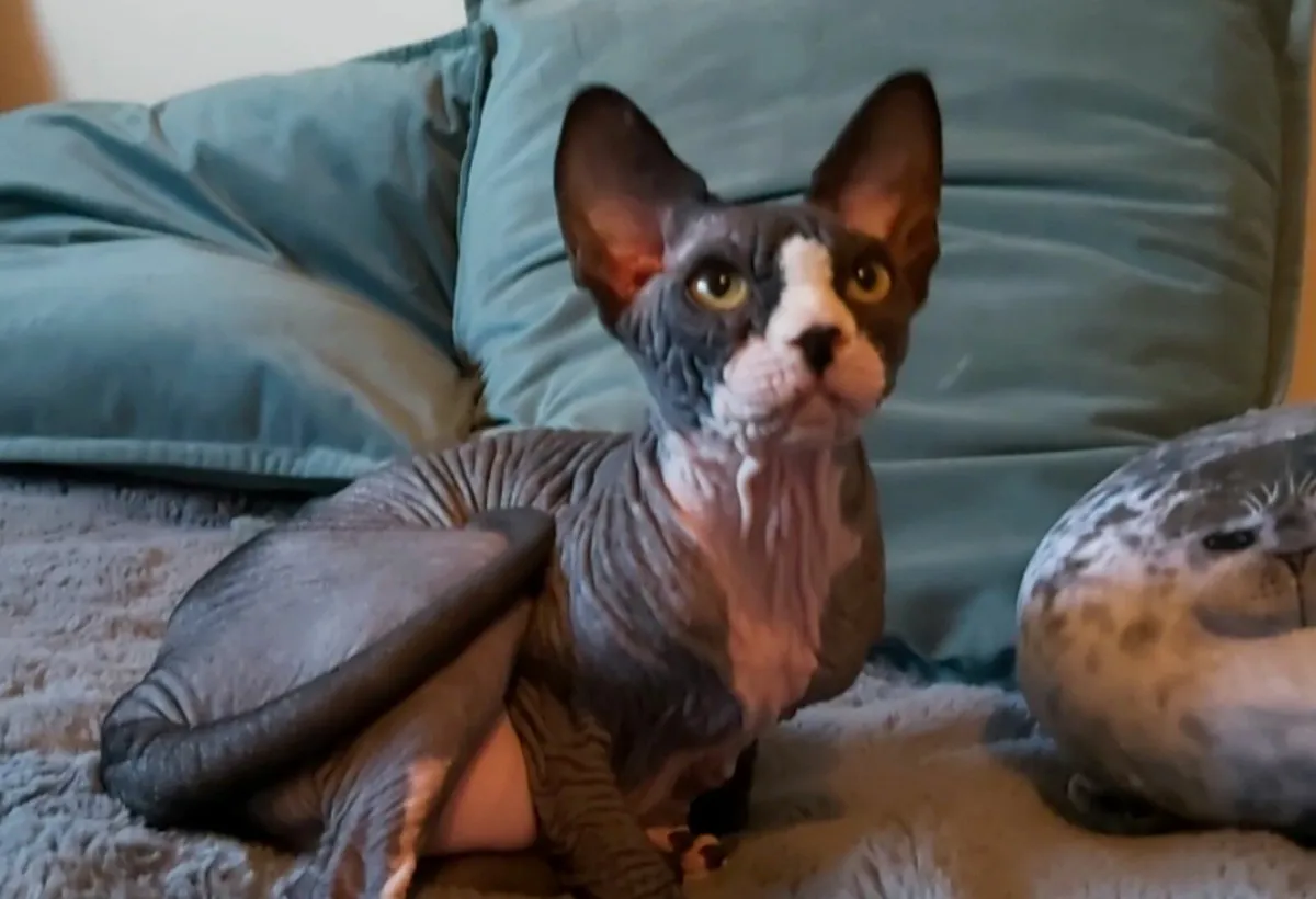 Sphynx Sphinx kittens cat(can deliver) - Image 3