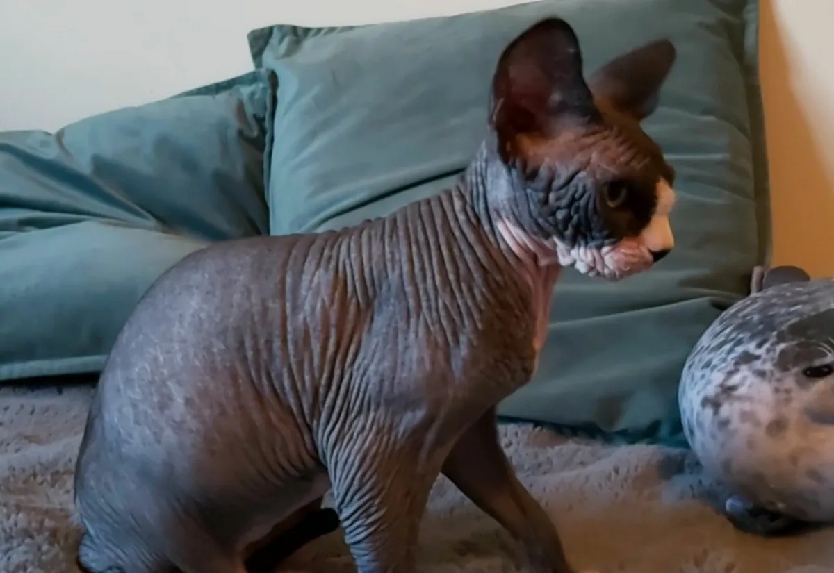 Sphynx Sphinx kittens cat(can deliver) - Image 4