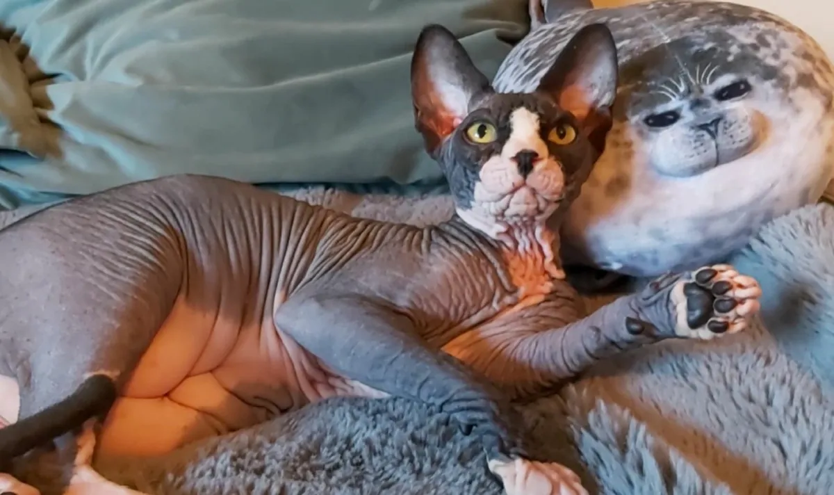 Sphynx Sphinx kittens cat(can deliver) - Image 1