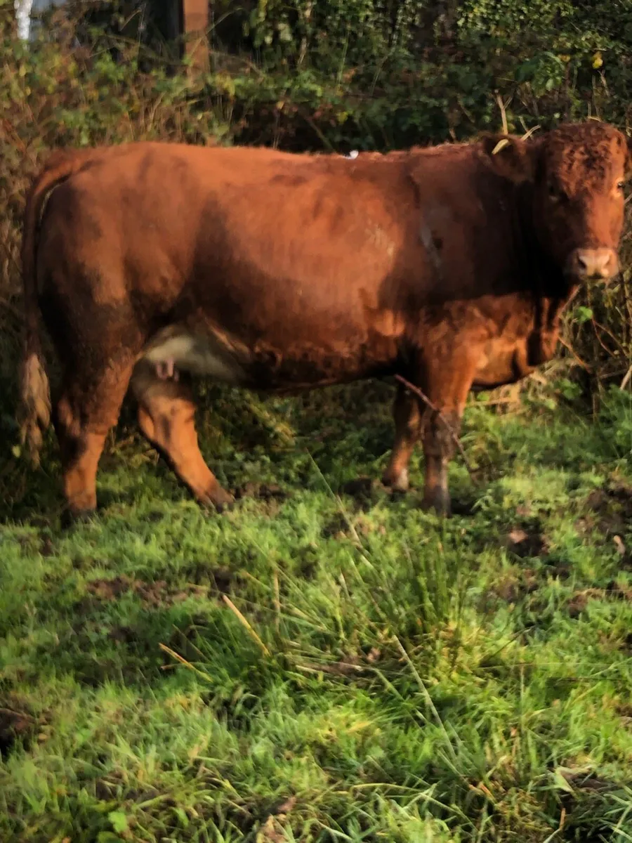 2 super springers - Image 1