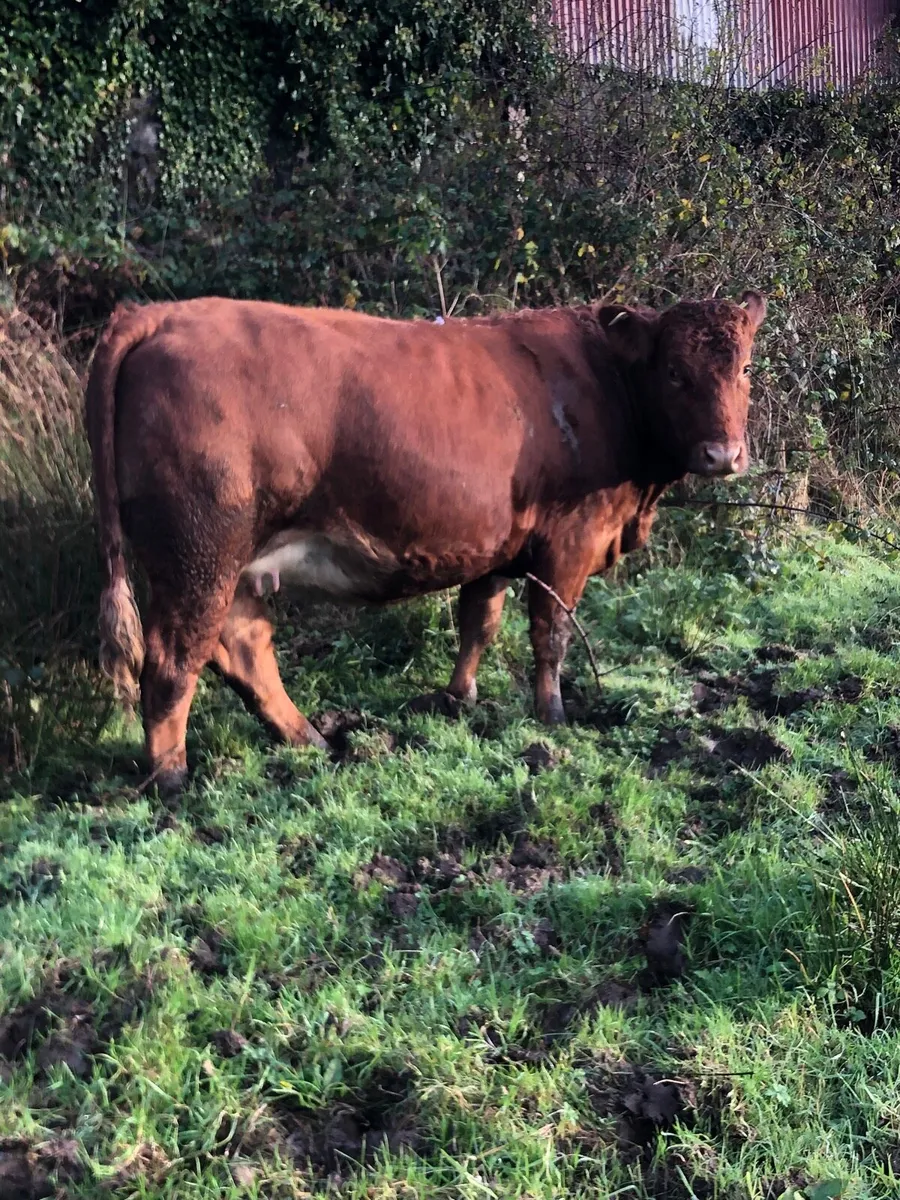 2 super springers - Image 2