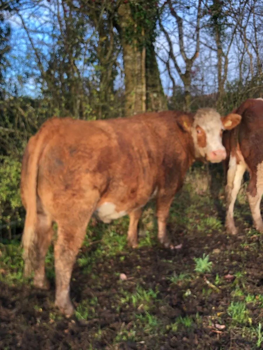 2 super springers - Image 3