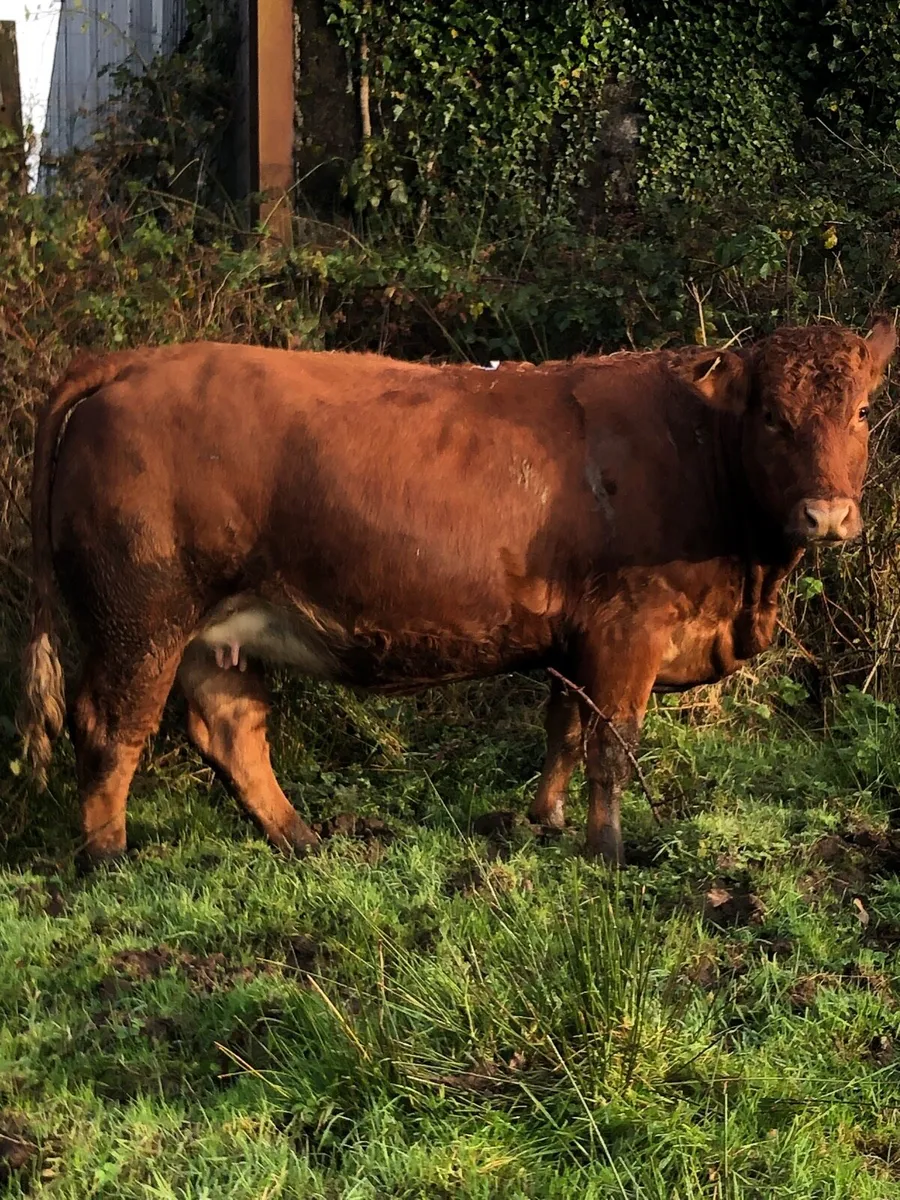 2 super springers - Image 4