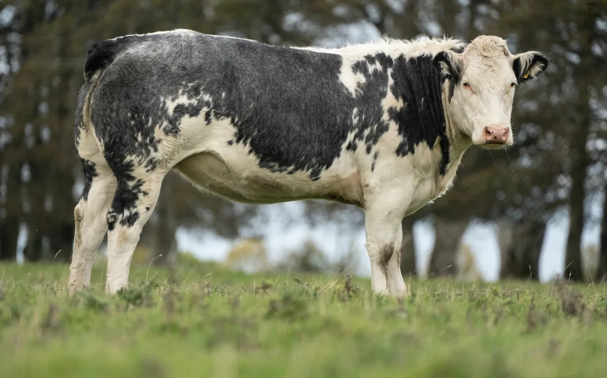 ⭐️ANNUAL INCALF HEIFER SALE 2025⭐️ - Image 2