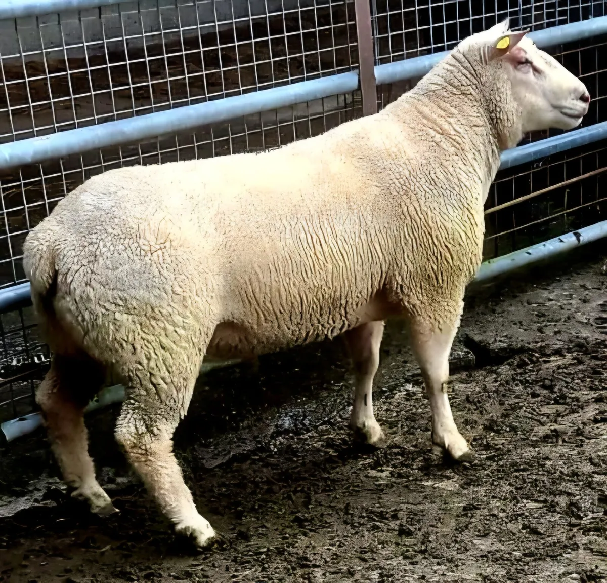 PBR Charollais Hogget Ram - Image 1