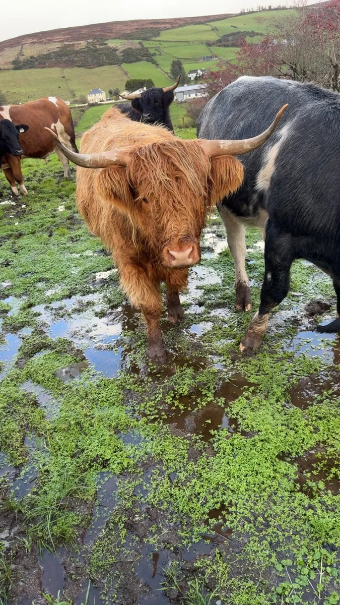 2 Purebred Highland heifers - Image 2