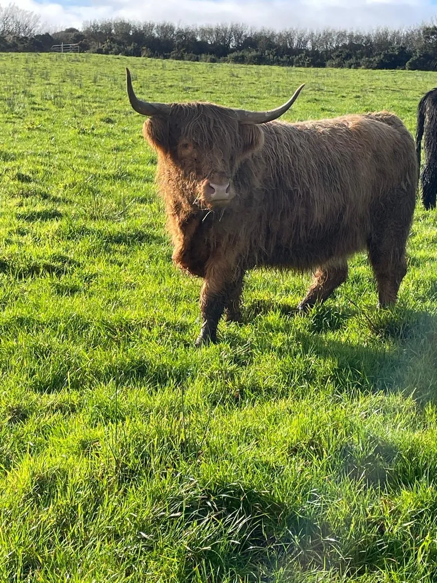 2 Purebred Highland heifers - Image 3