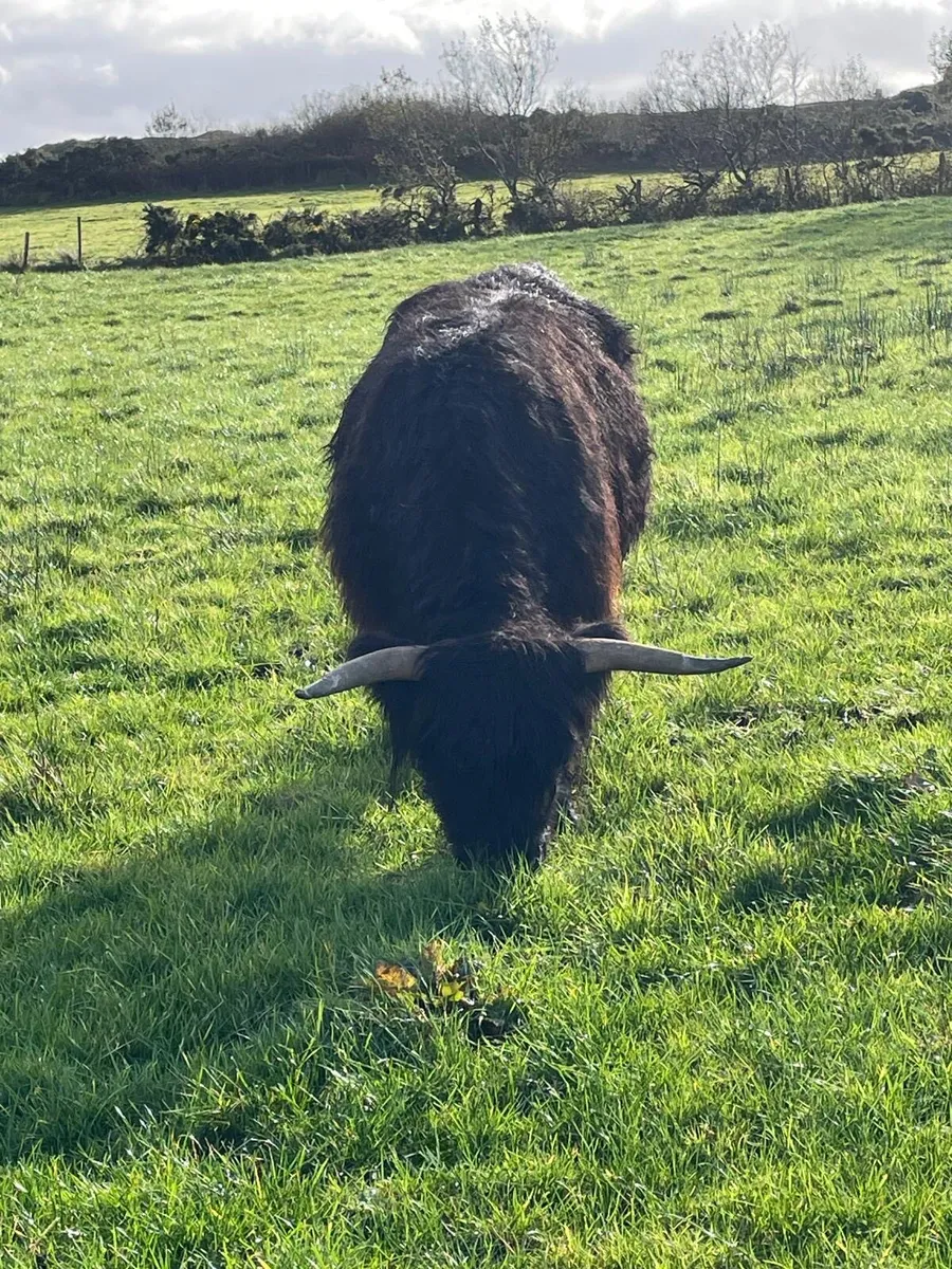 2 Purebred Highland heifers - Image 4