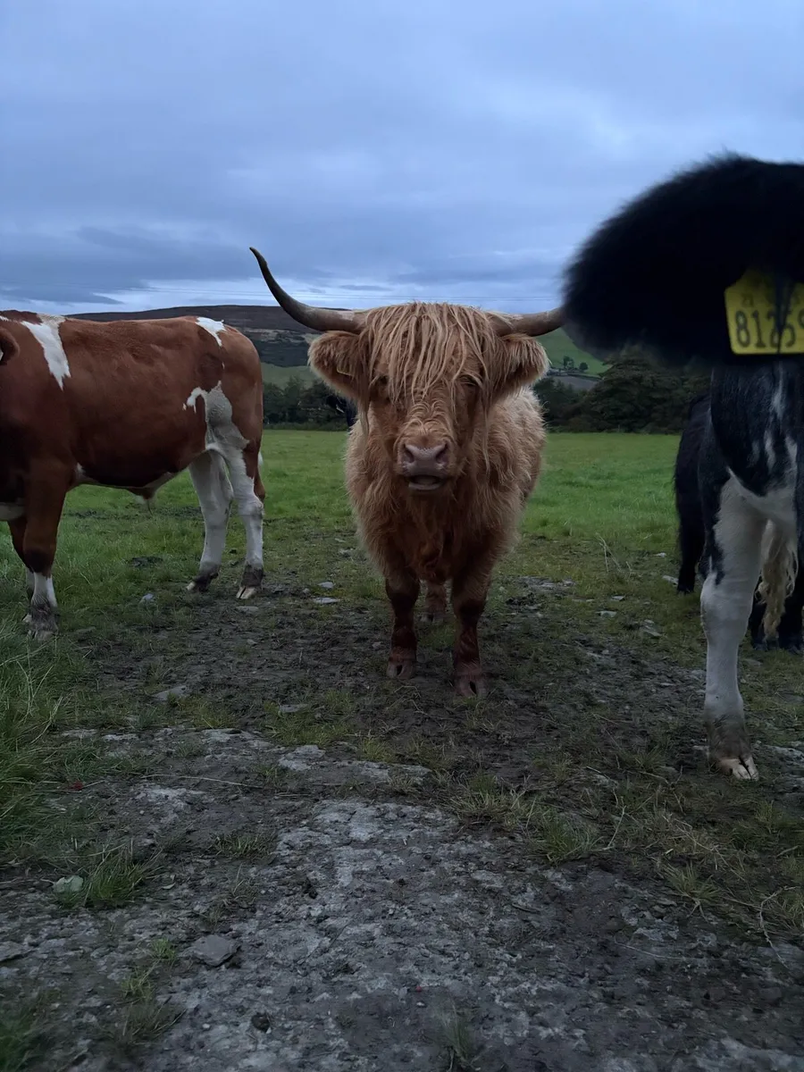 2 Purebred Highland heifers - Image 1
