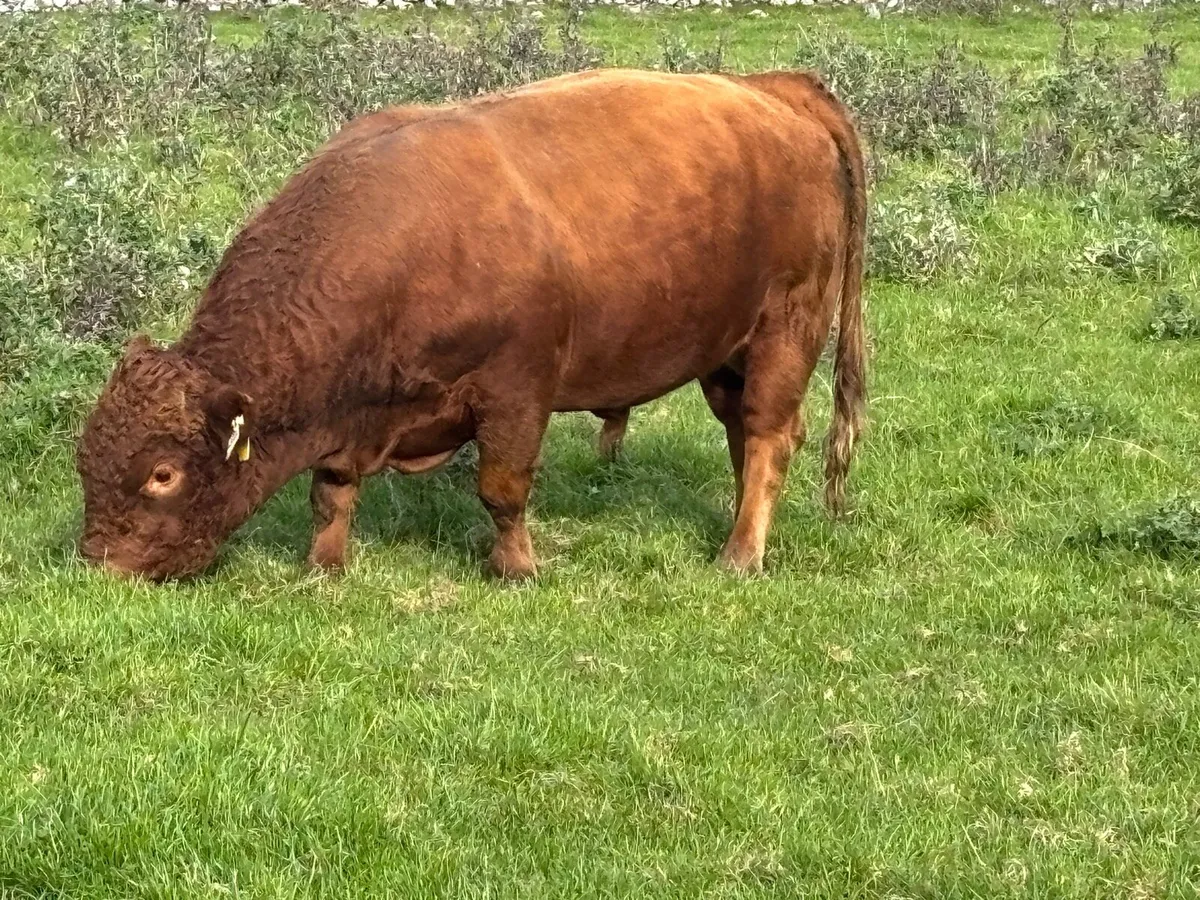 Teaser bull - Image 2