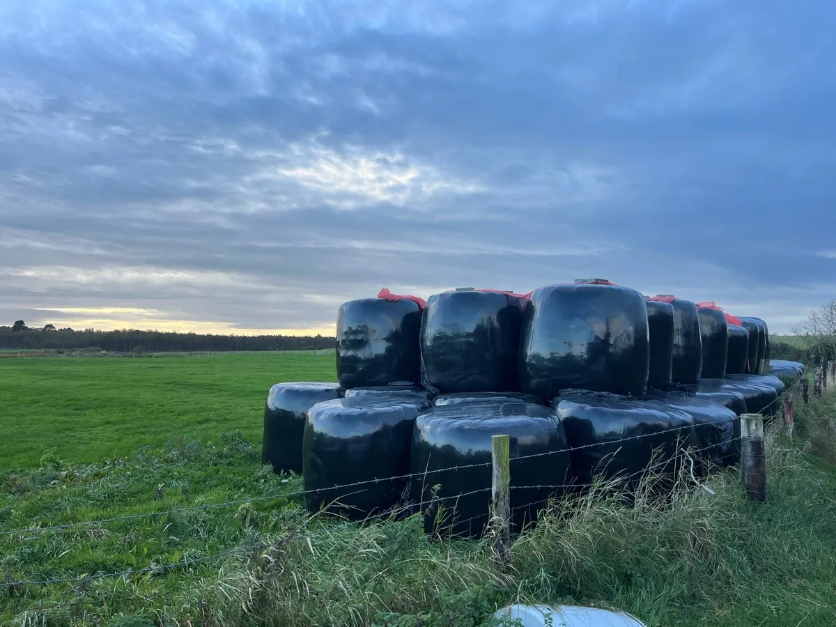 Silage bales - Image 1