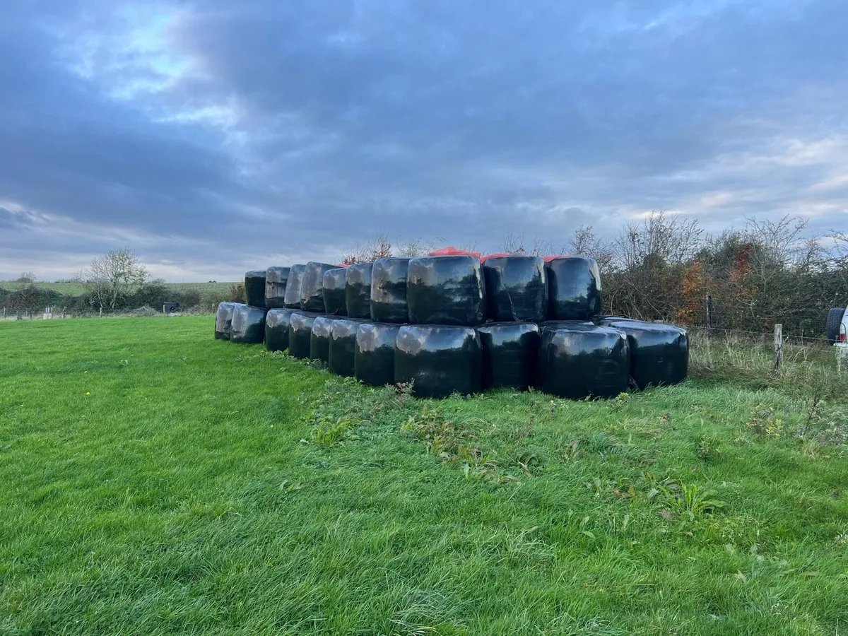 Silage bales - Image 2