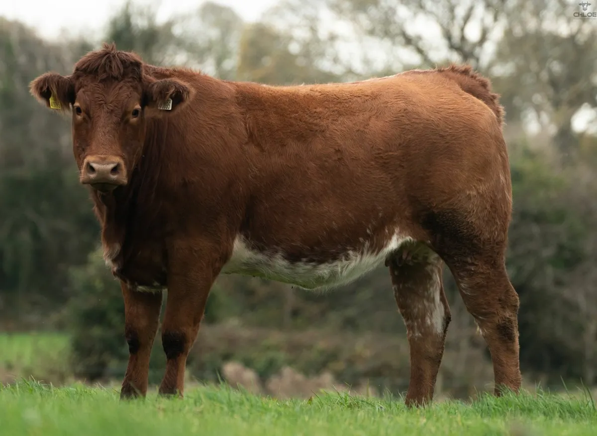 ⭐️ANNUAL INCALF HEIFER SALE 2025⭐️ - Image 3