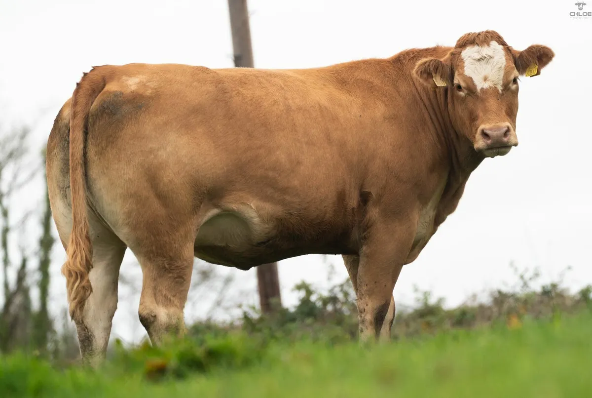 ⭐️ANNUAL INCALF HEIFER SALE 2025⭐️ - Image 4