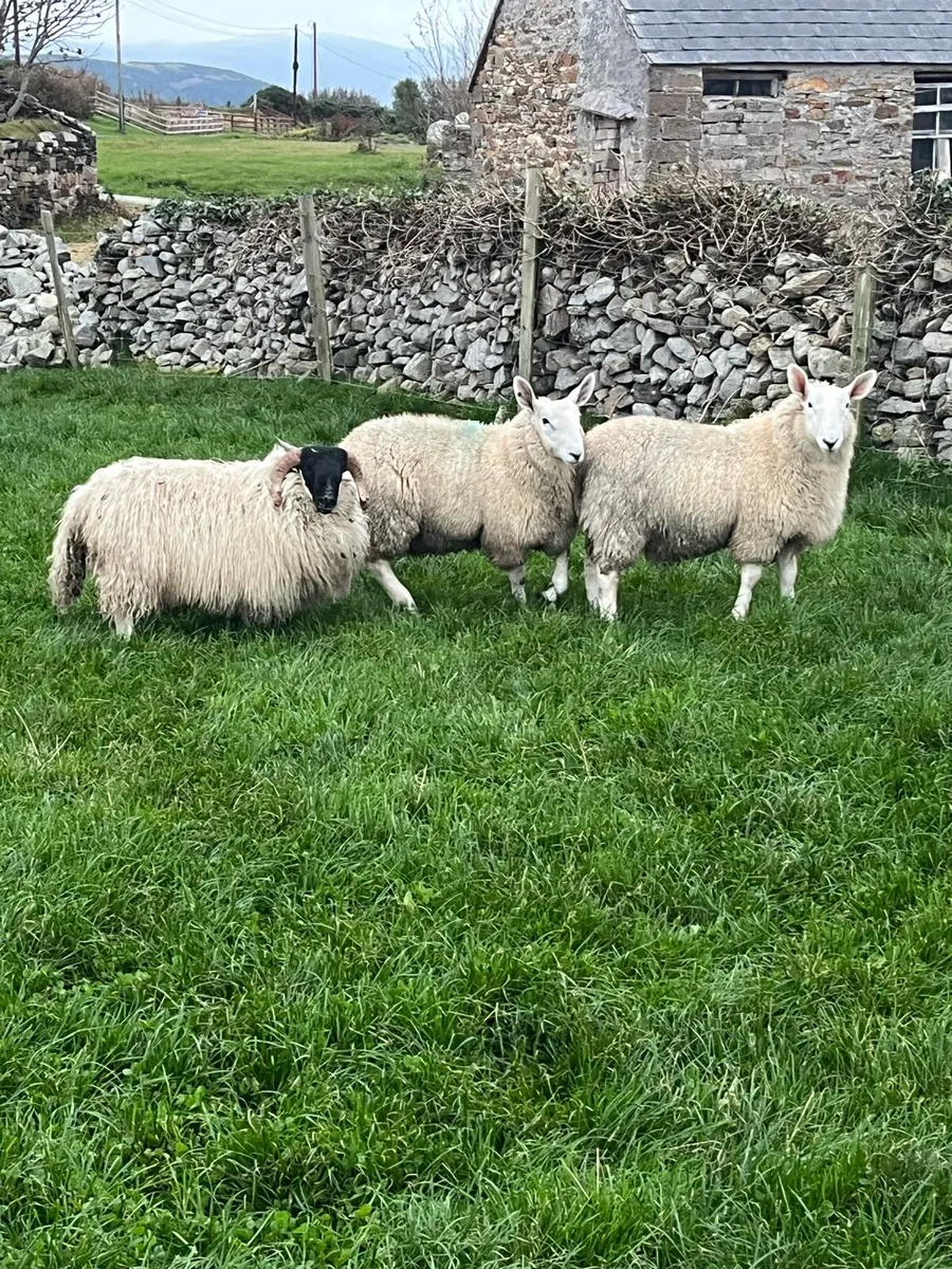 Border Leicester Cheviot - Image 1