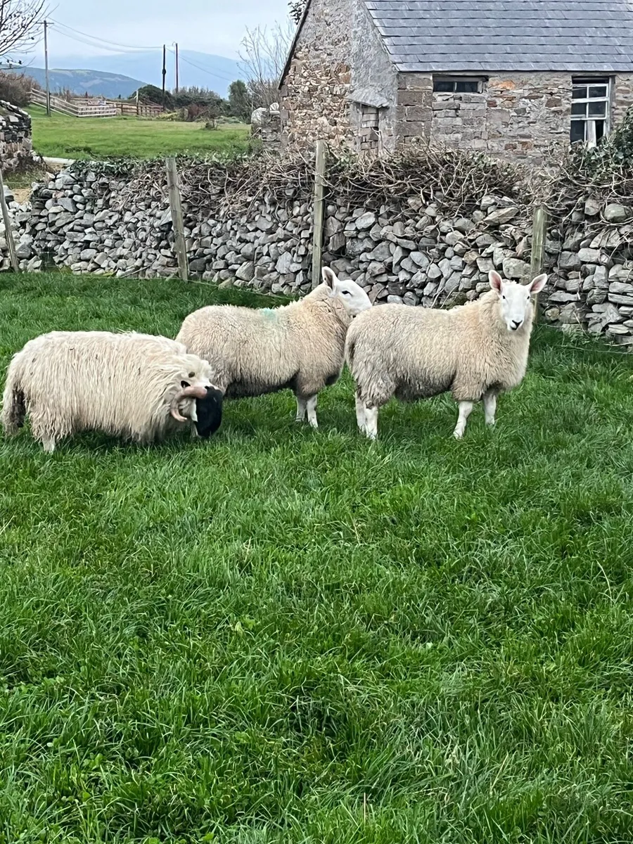 Border Leicester Cheviot - Image 2