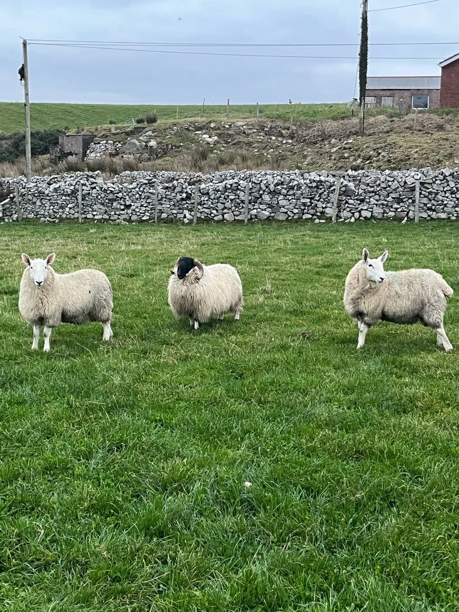 Border Leicester Cheviot - Image 4
