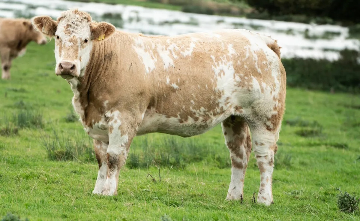 ⭐️ANNUAL INCALF HEIFER SALE 2025⭐️ - Image 1