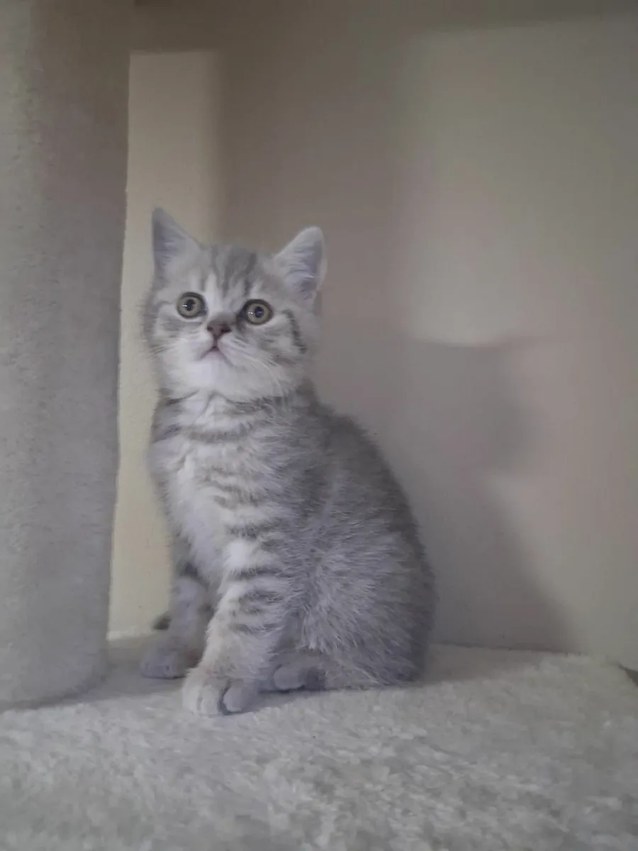 British shorthair kittens - Image 1
