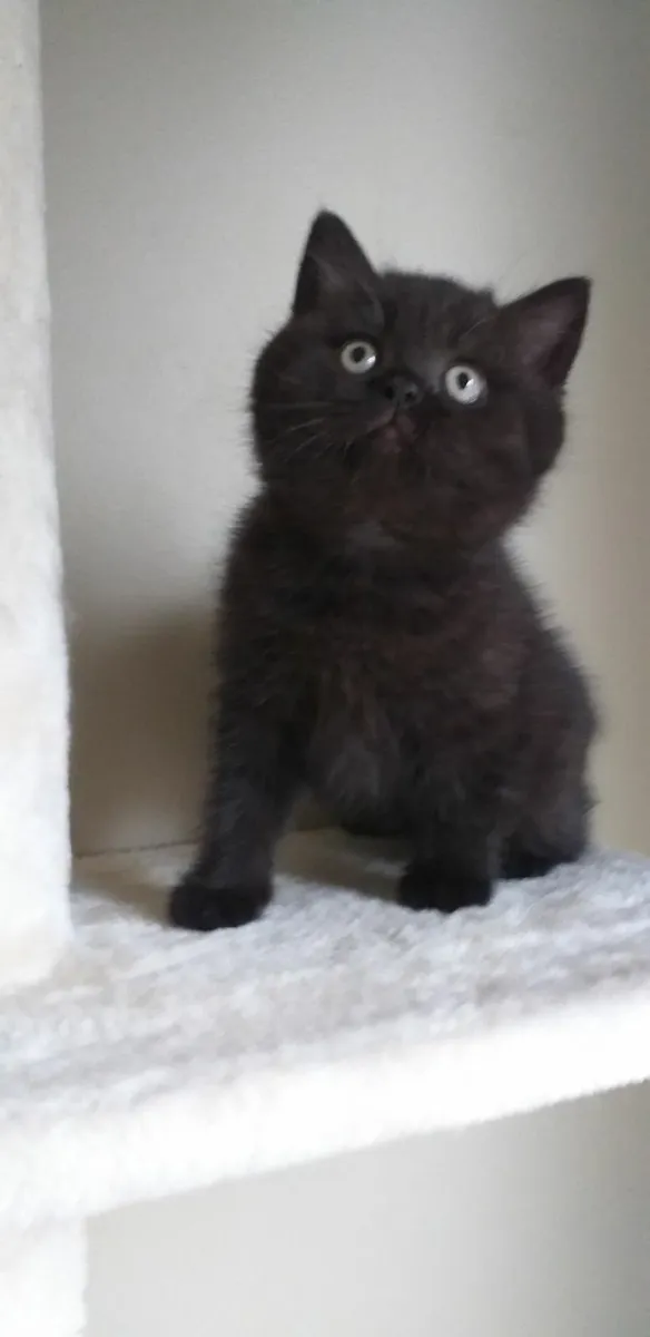 British shorthair kittens - Image 2