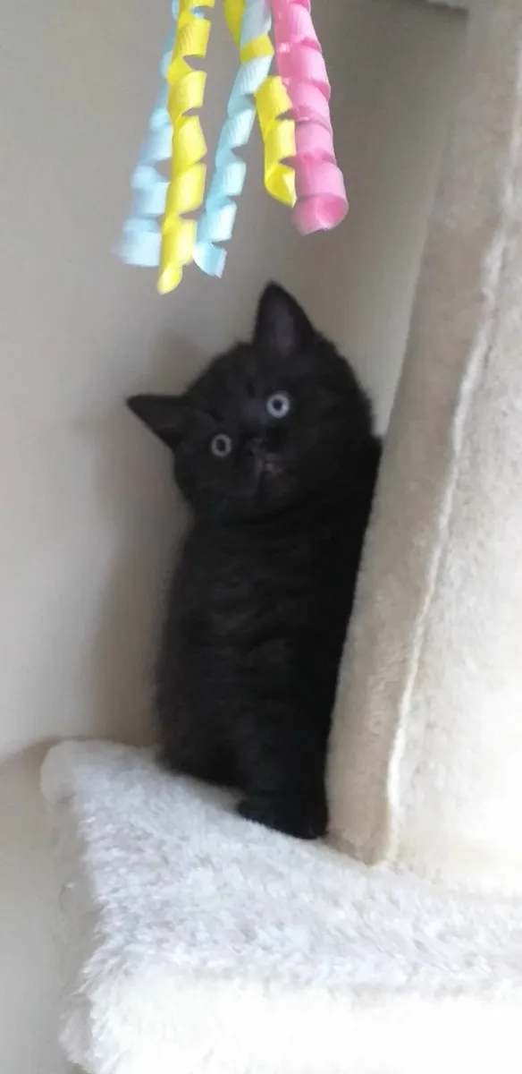 British shorthair kittens - Image 3