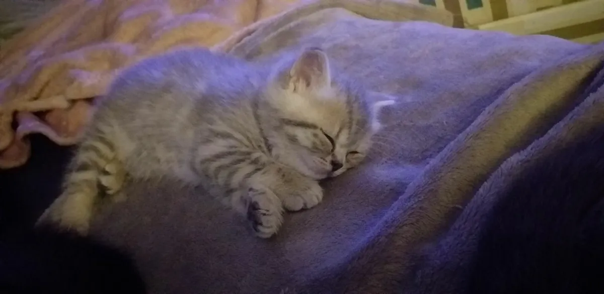 British shorthair kittens - Image 4