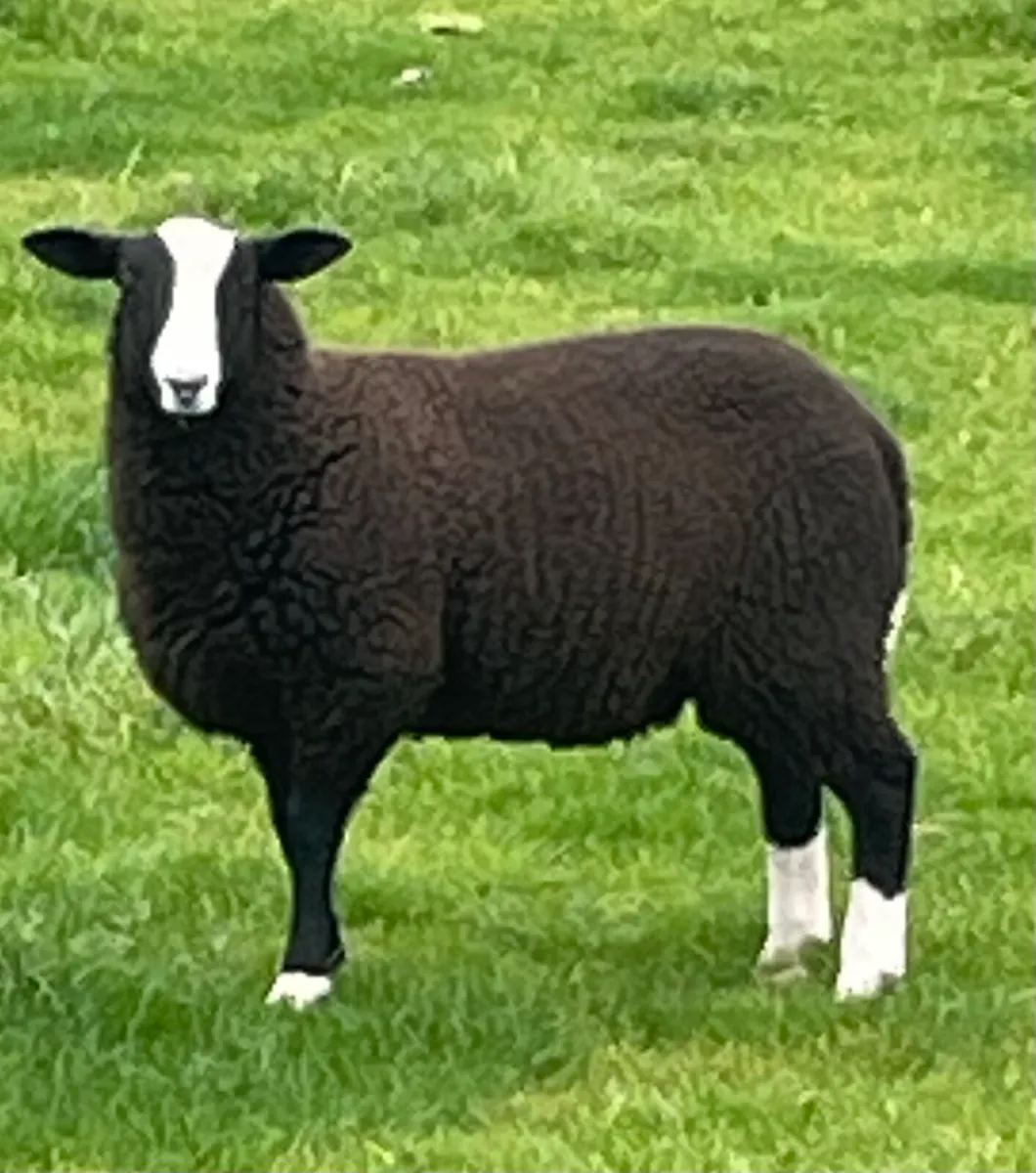 Sheep - Image 1