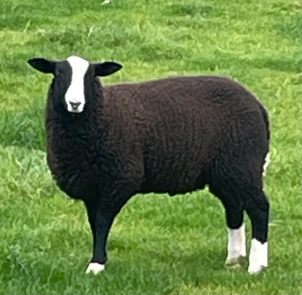 Sheep - Image 2
