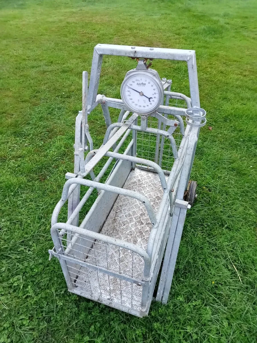 Sheep Weighbridge - Image 1