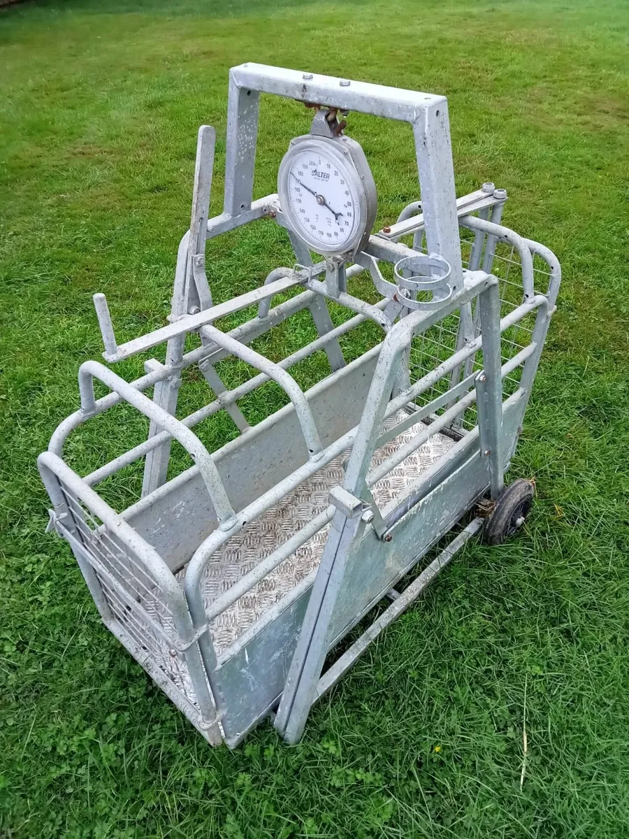 Sheep Weighbridge - Image 2