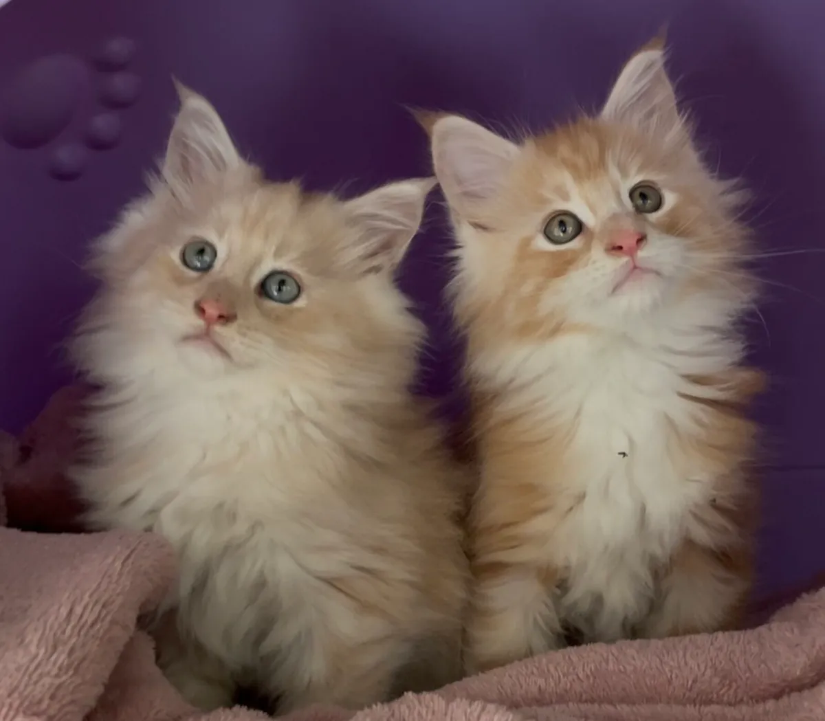 Maine coon - Image 1