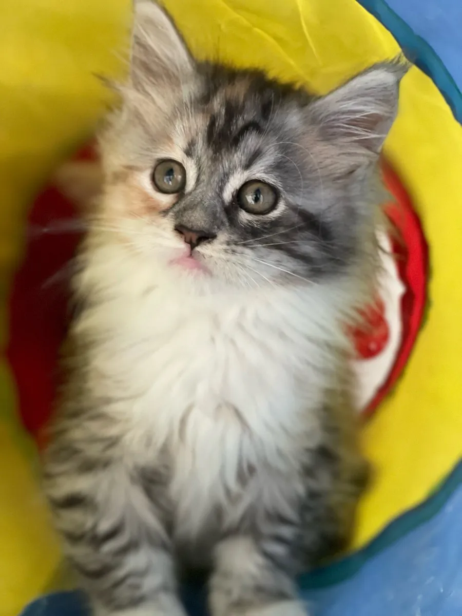 Maine coon - Image 2