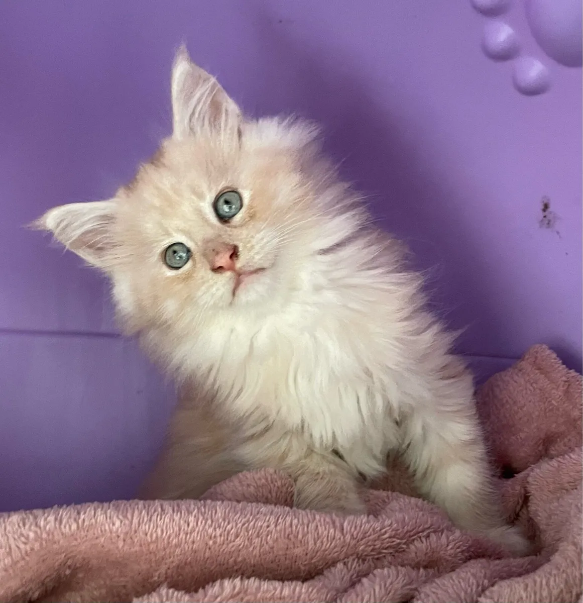 Maine coon - Image 3