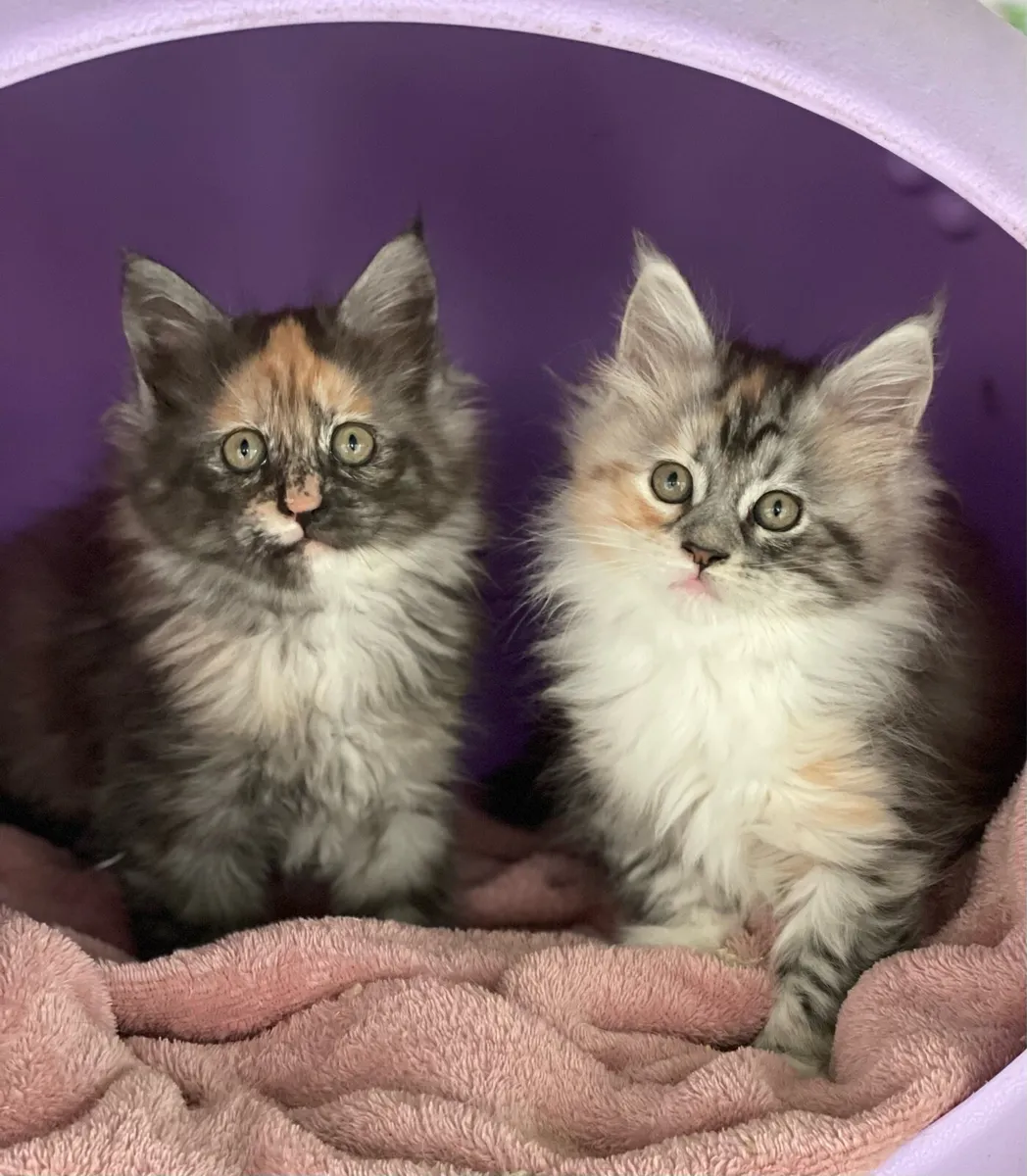 Maine coon - Image 4