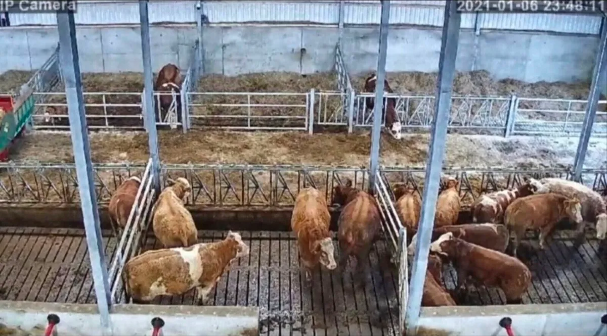 Calving & Security Cameras
(
installation service) - Image 2