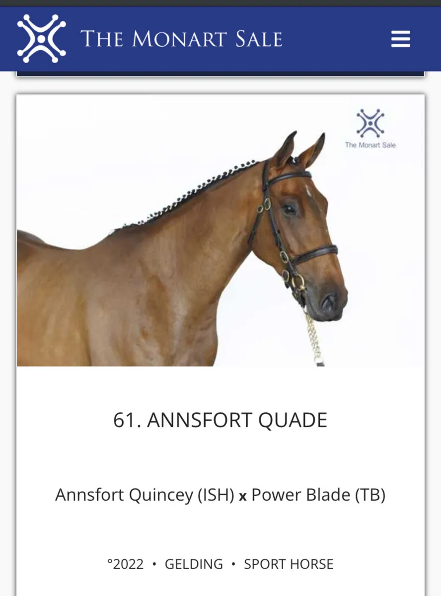 Blood 3yo Eventer - Image 1