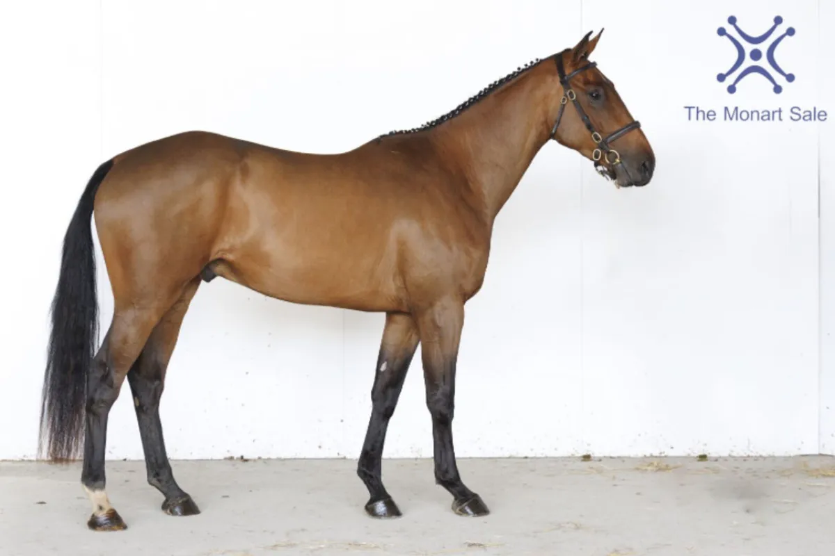 Blood 3yo Eventer - Image 2