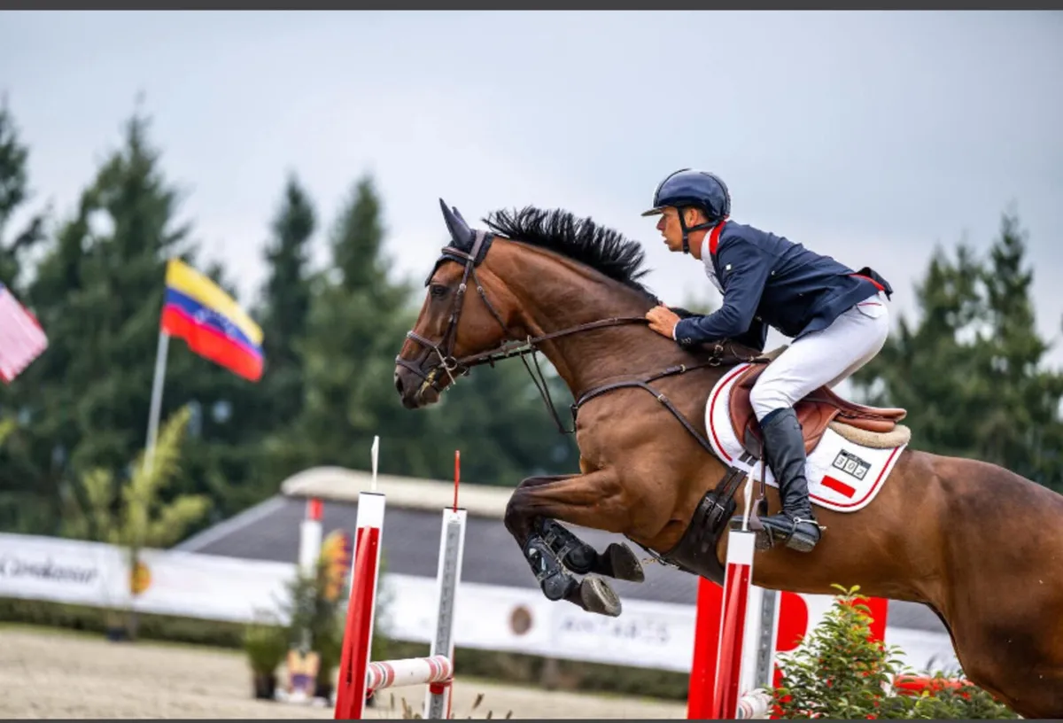 Blood 3yo Eventer - Image 3