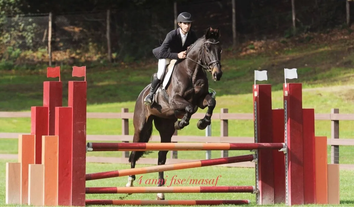 Blood 3yo Eventer - Image 4