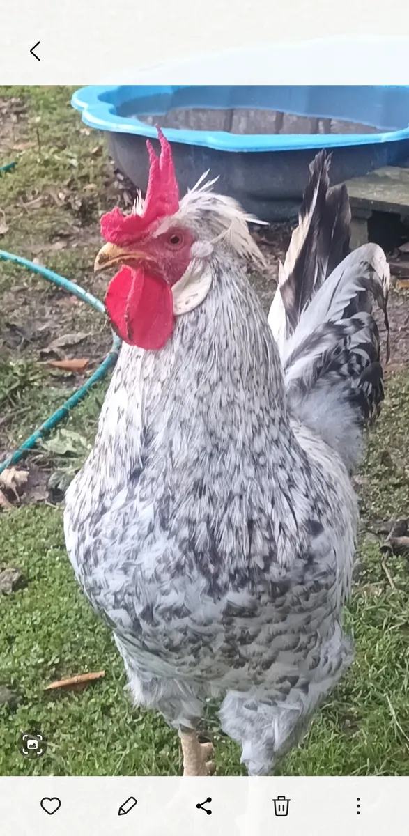 Cream Legbar Rooster - Image 2