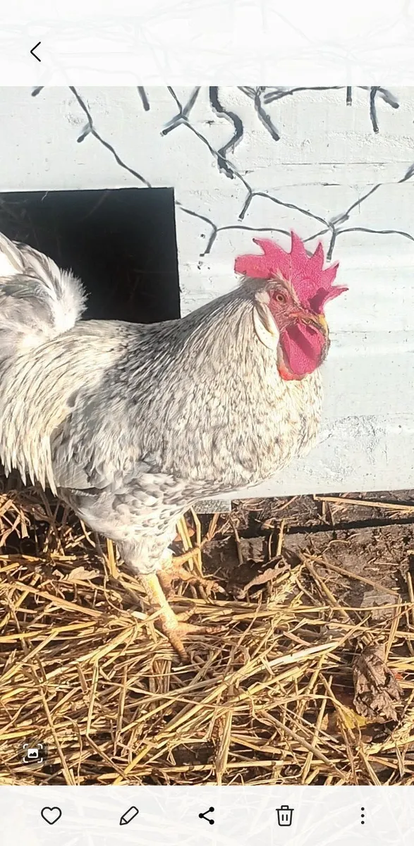 Cream Legbar Rooster - Image 3