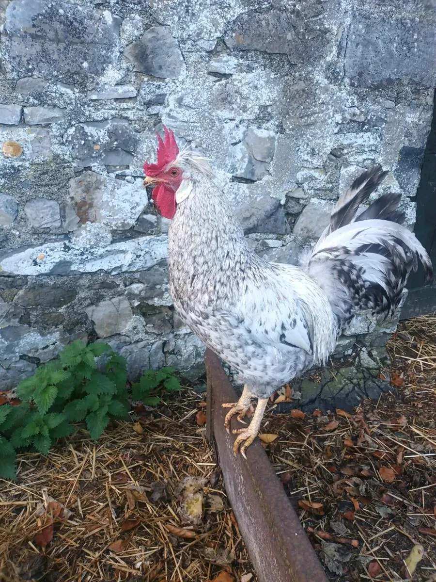 Cream Legbar Rooster - Image 4