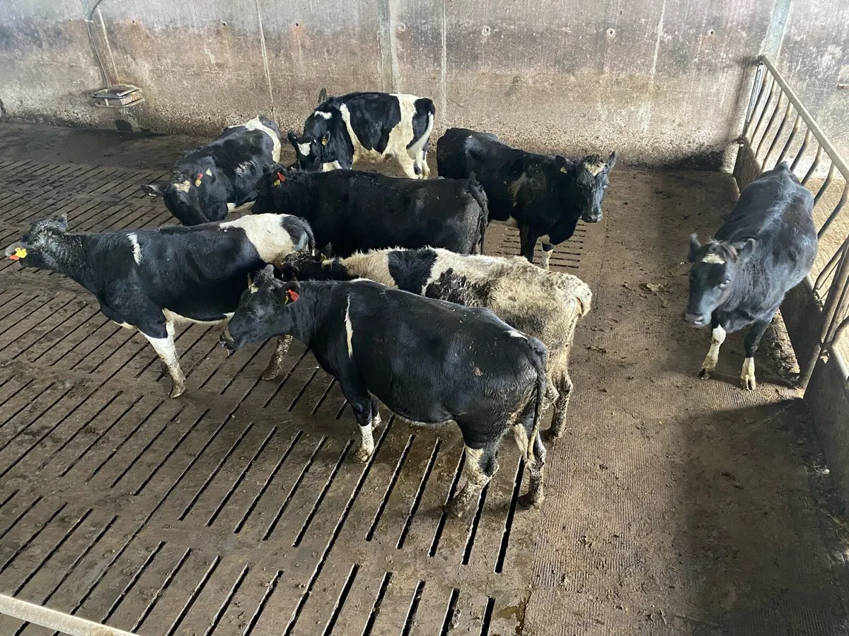 Incalf heifers - Image 1