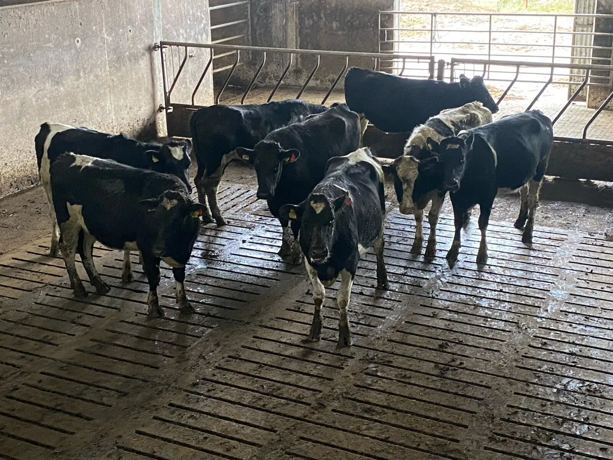 Incalf heifers - Image 2