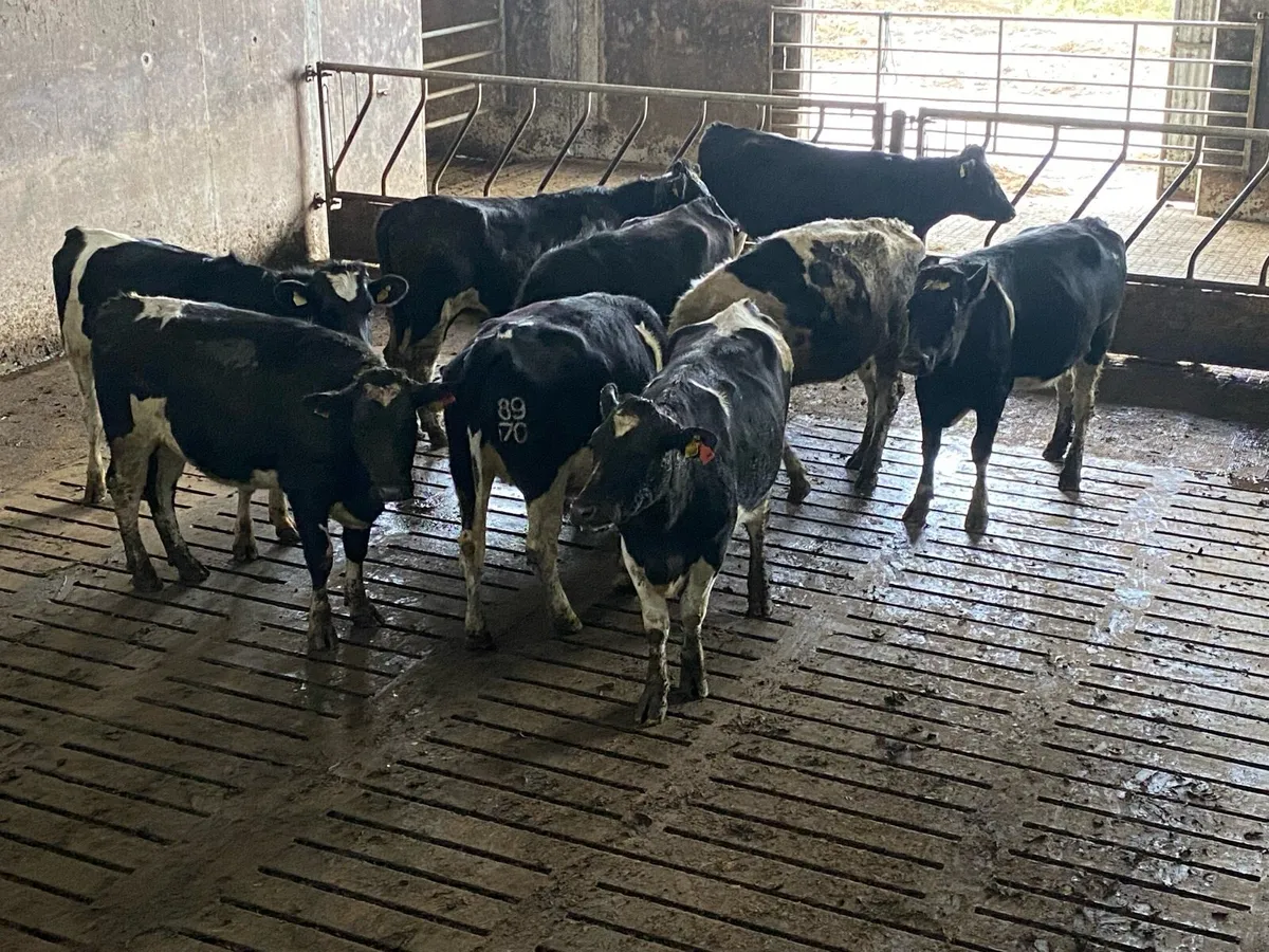 Incalf heifers - Image 3