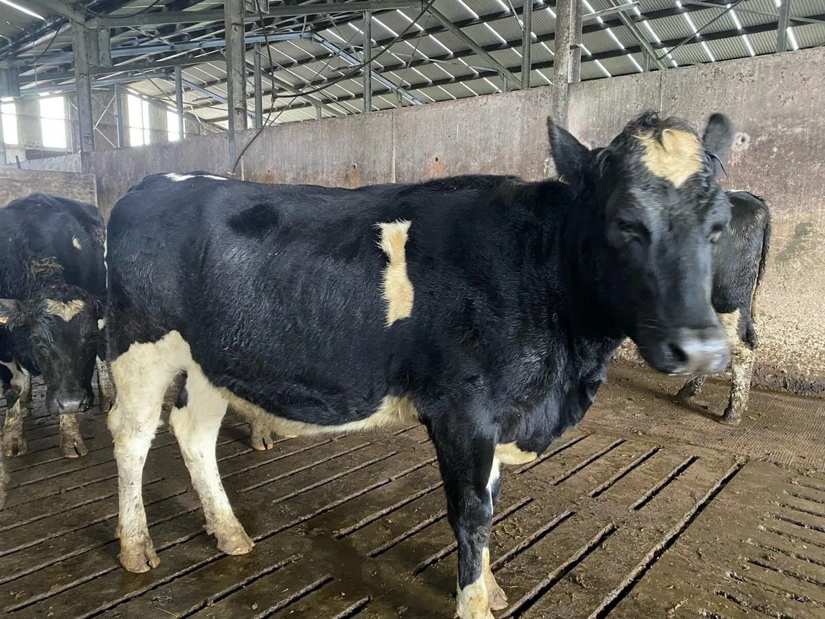 Incalf heifers - Image 4